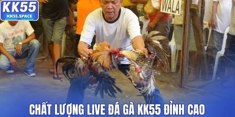 Chất lượng live đá gà KK55 cực tốt